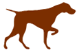 Vizsla point right