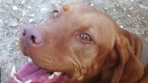 Levi on his way into rescue. Scared and unsocialized.
